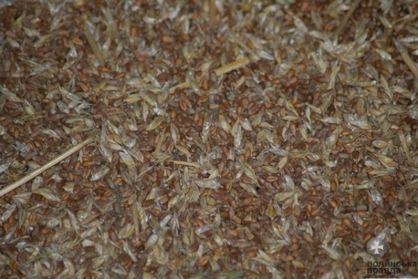 Як на Волині сушать зерно. ФОТО